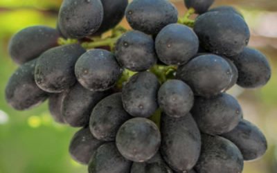 First Day Of Grape Harvest Will Be June 2020