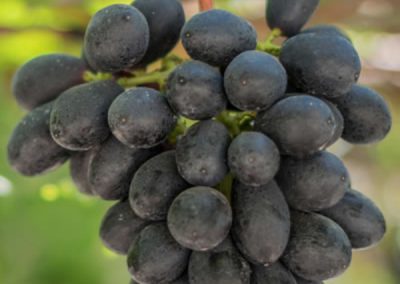 grapes