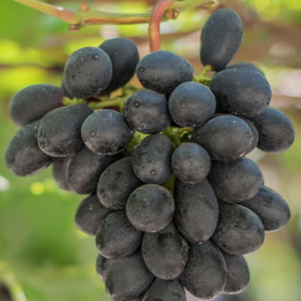 First Day Of Grape Harvest Will Be June 2020
