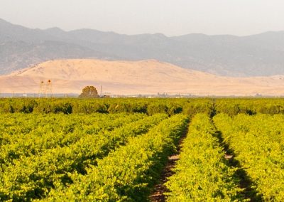 vineyards
